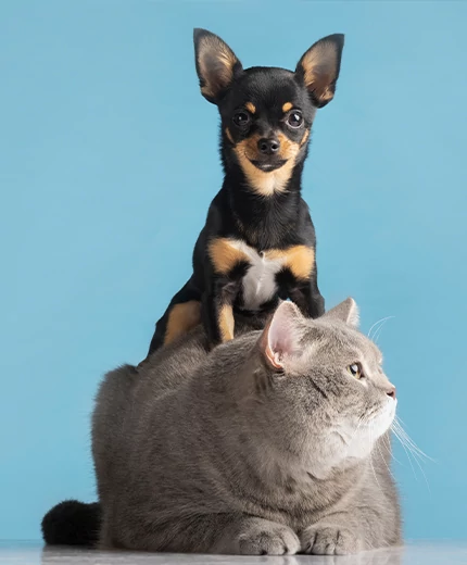 HÁZIÁLLAT EMLÉKŐRÖK